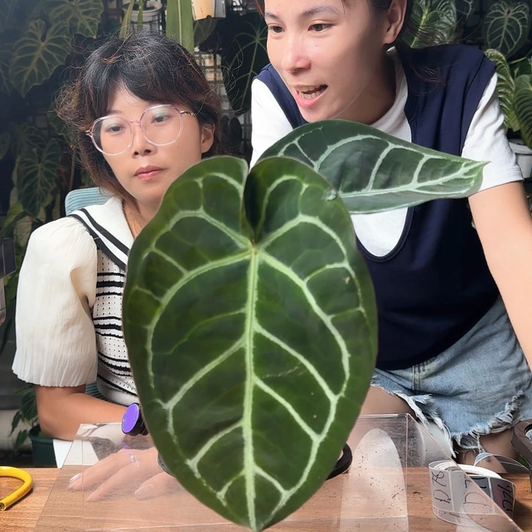 衣***墨完全开放一物一拍D68