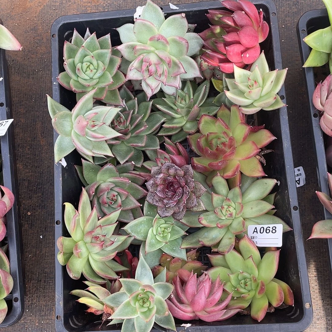 若如东云单拍A068