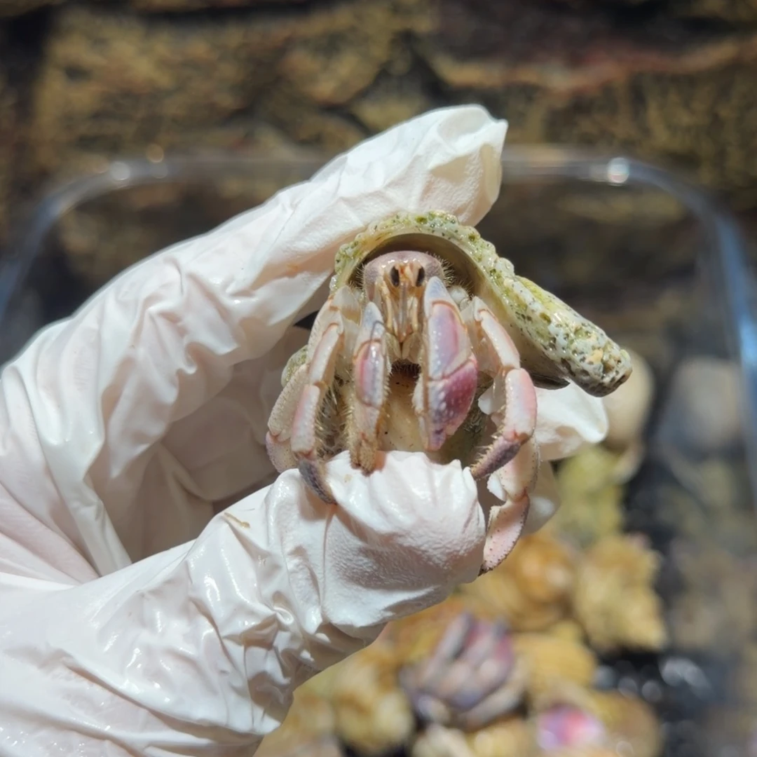 2号 1.9口 浅色紫粉