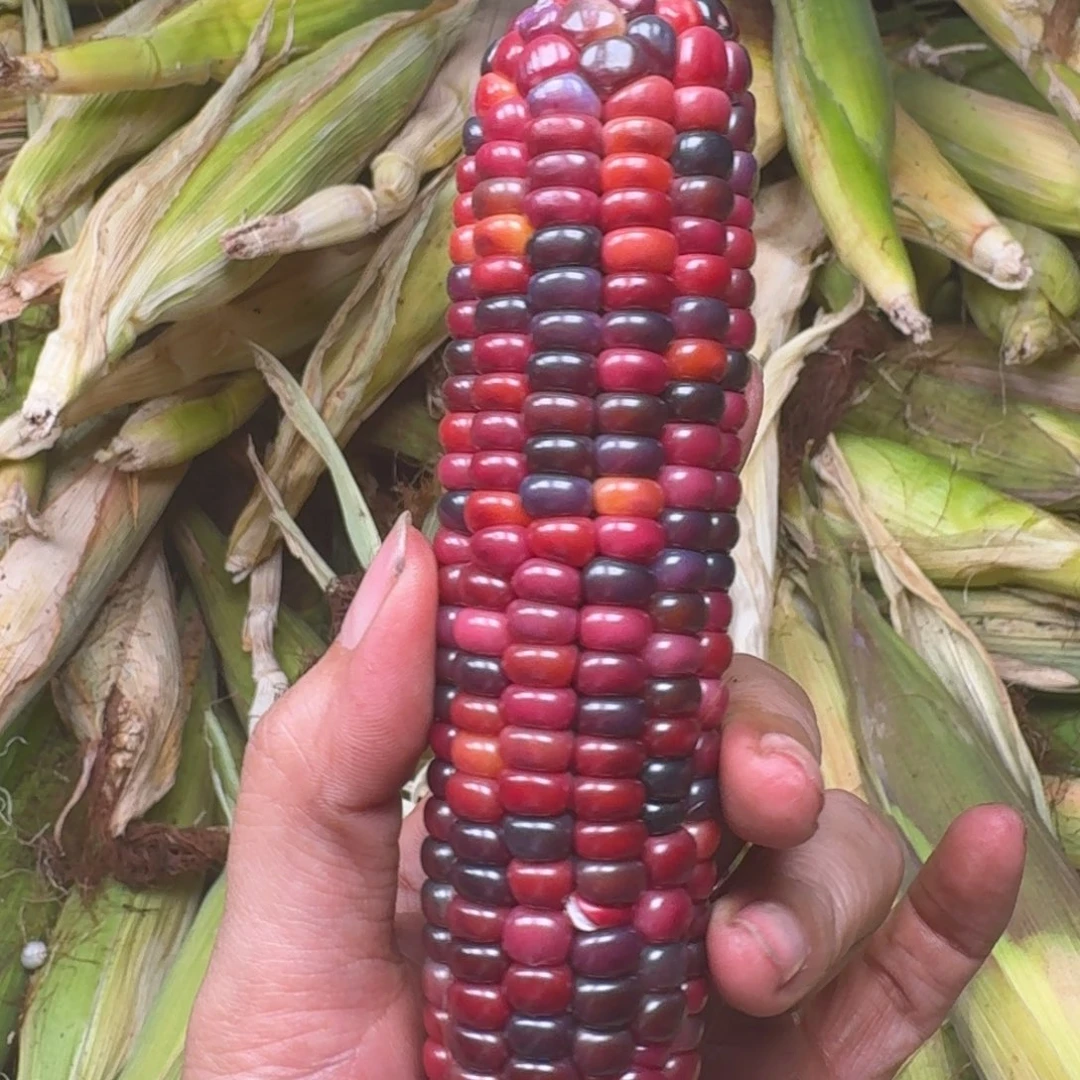 嘻***麻大叶紫檀（黑酸枝木类）