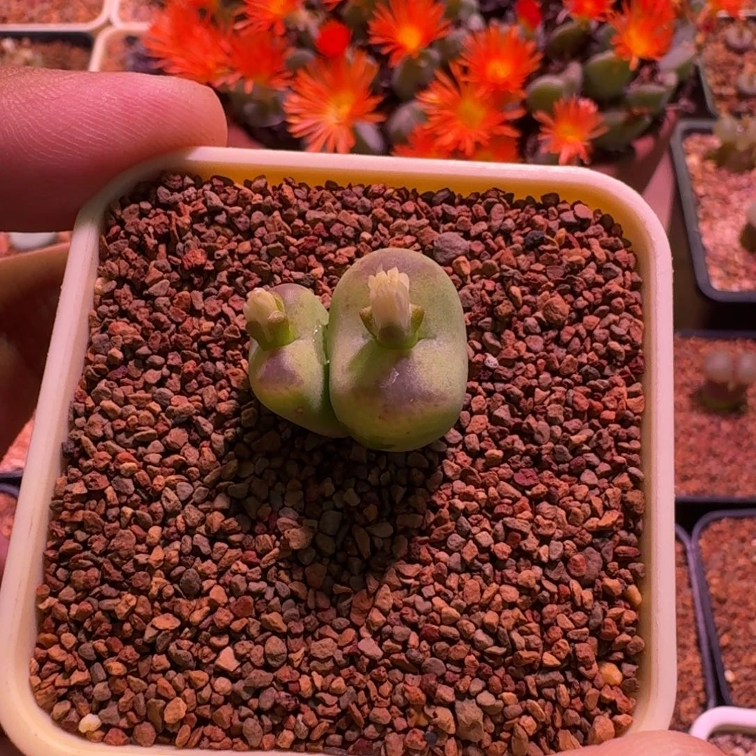 高***黎云缦精品番杏13.33 桃太郎SP