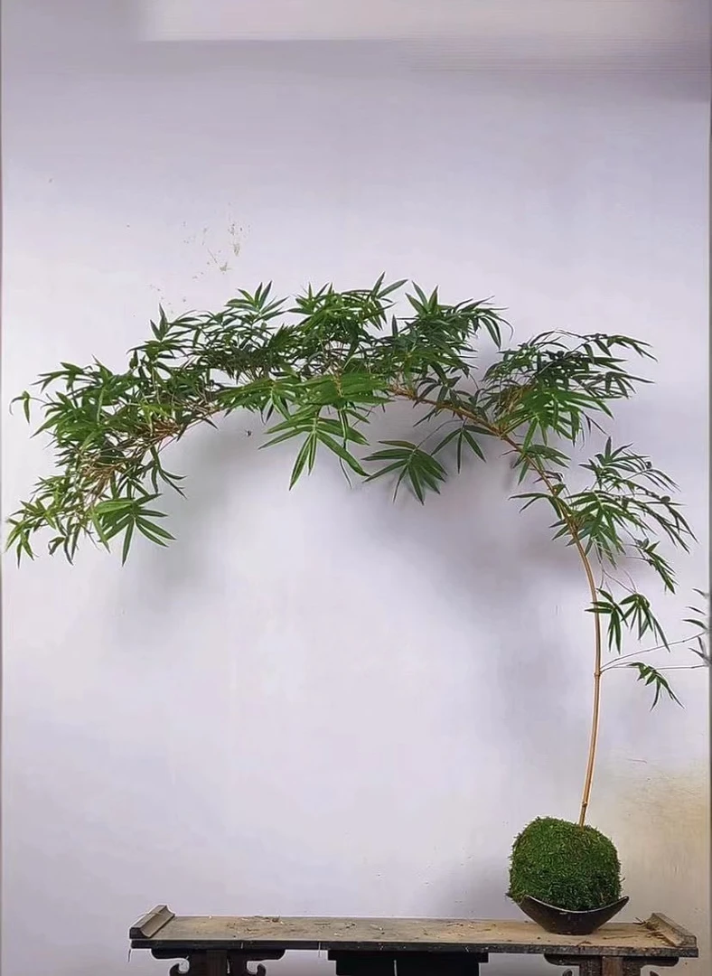 室内观赏红观音竹苔藓球款不带盆可作茶桌精品