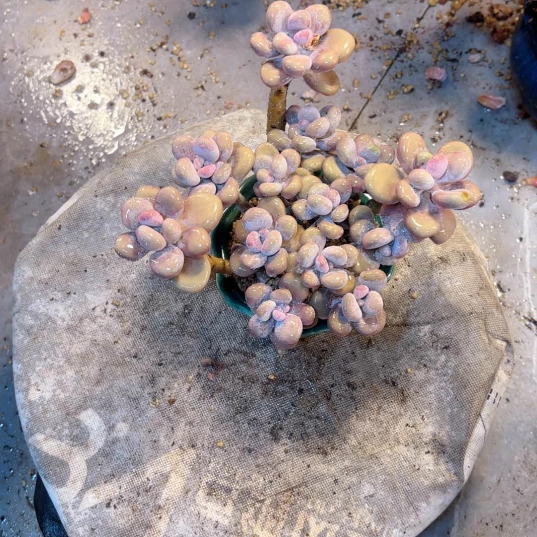 请****?102号老庄多肉植物