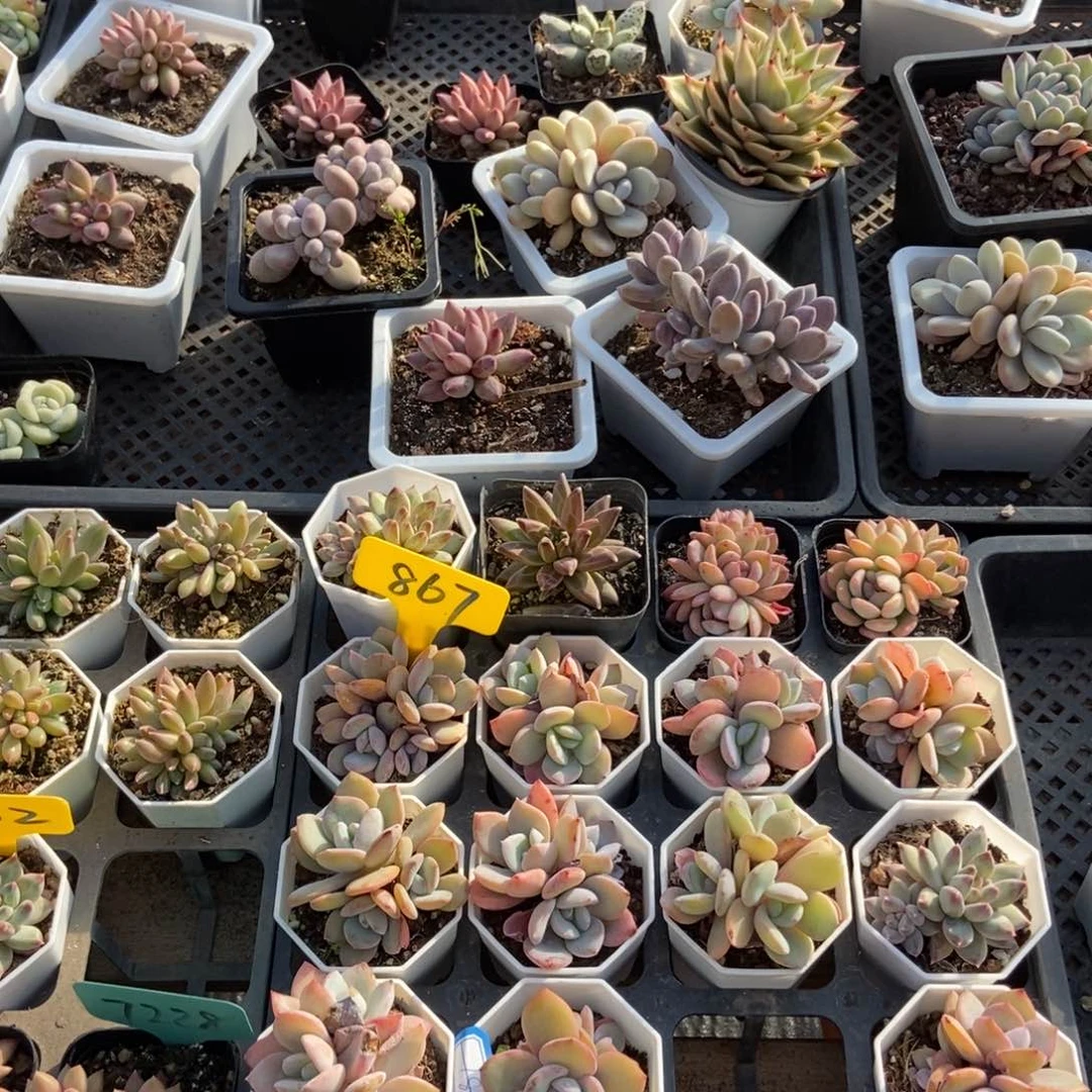 867奶茶3颗多肉植物保护