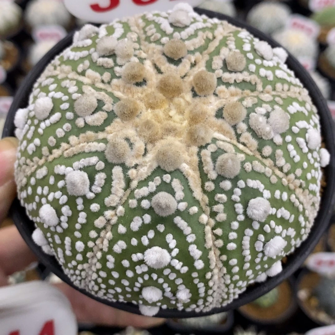 362大绒厚绒花园兜