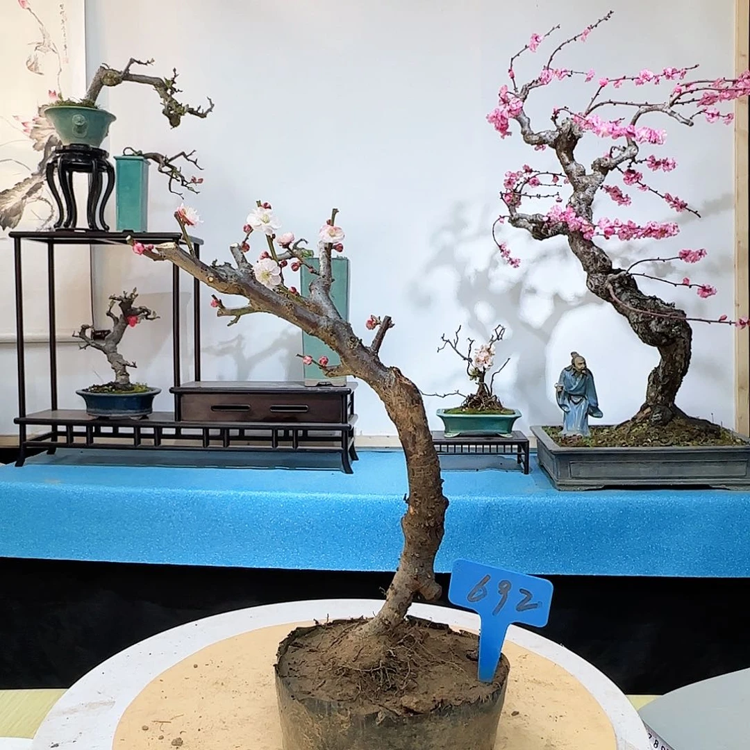 红陶x c b j k k