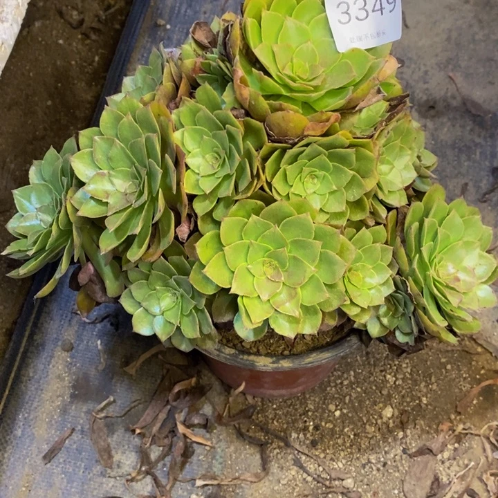 桃花石多肉断头不包3349
