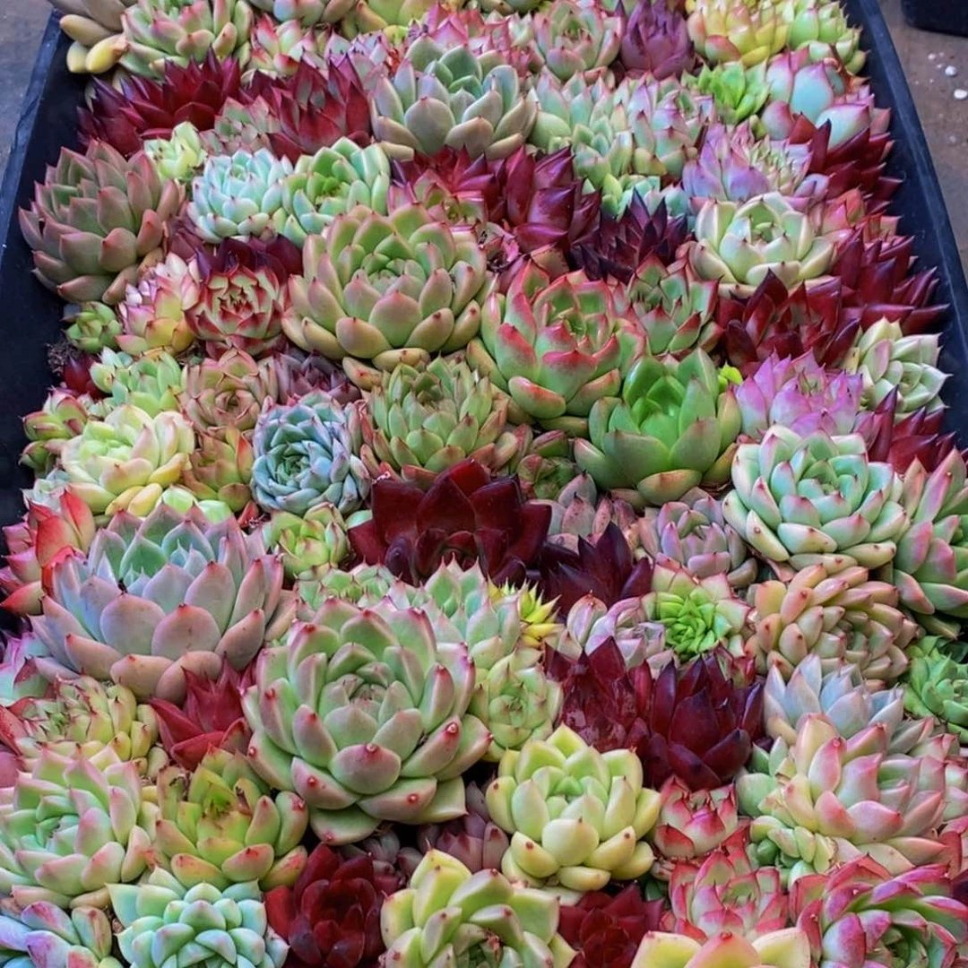 723多肉植物多肉植物