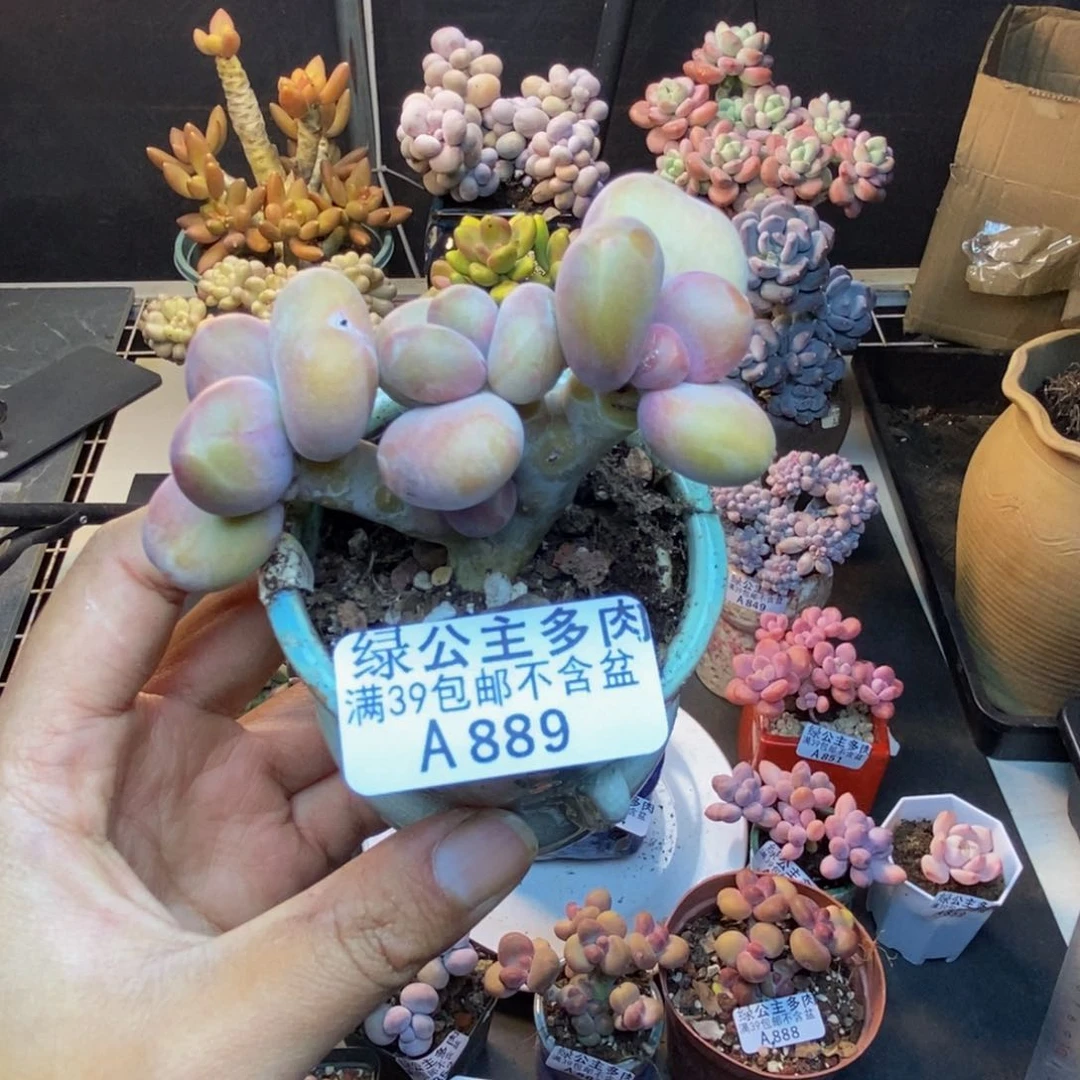 889芒果奶kk奶多肉6c m