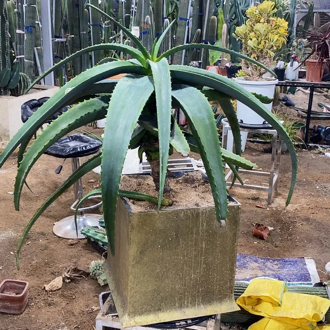 初****18号拍品。