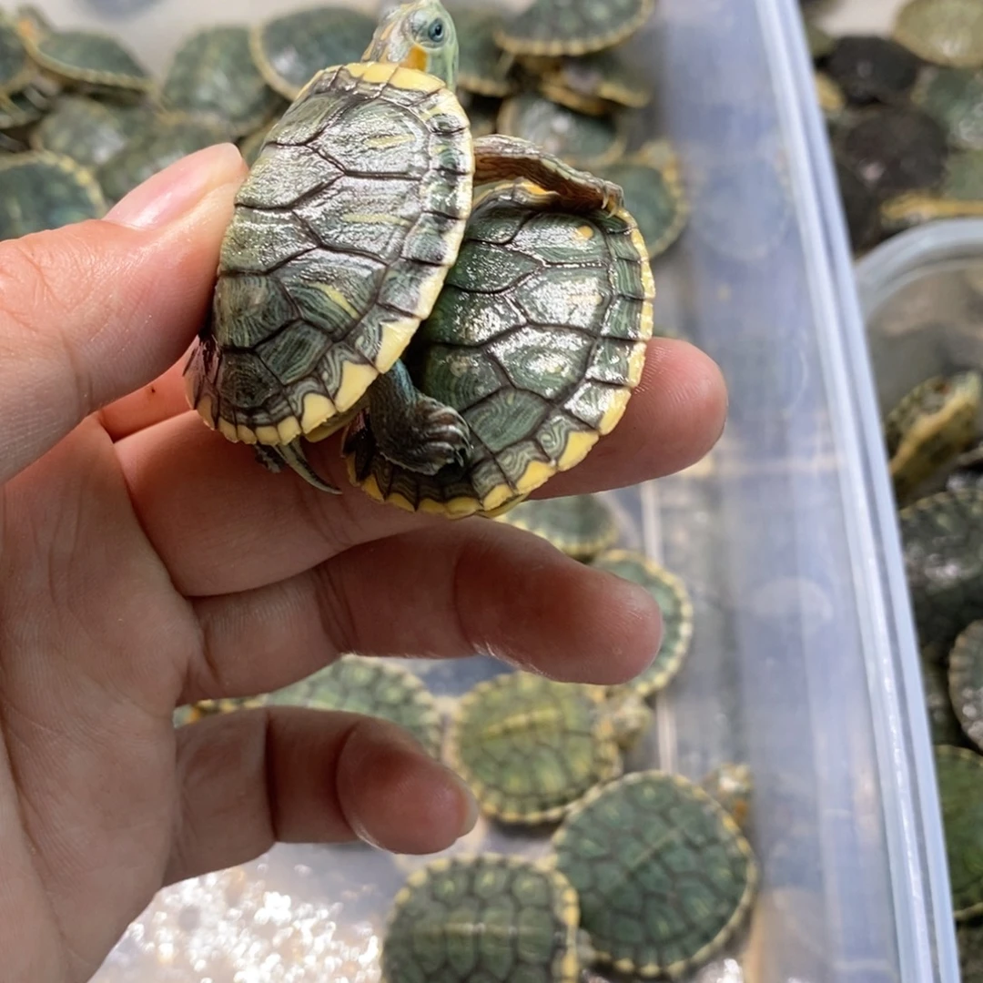 绿毛龟母两梵敲全品一