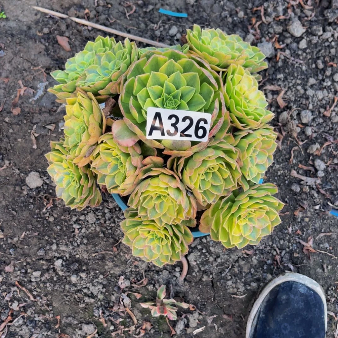 雨荷法师16//////28包邮