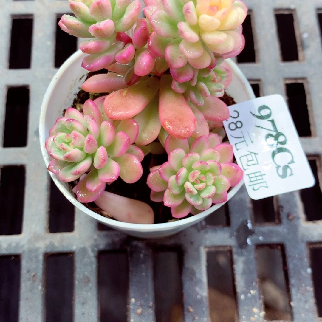 5厘米盆精控多肉978