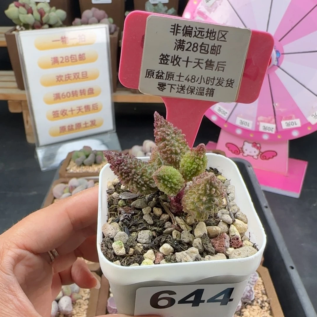 644擎苍多肉的植物
