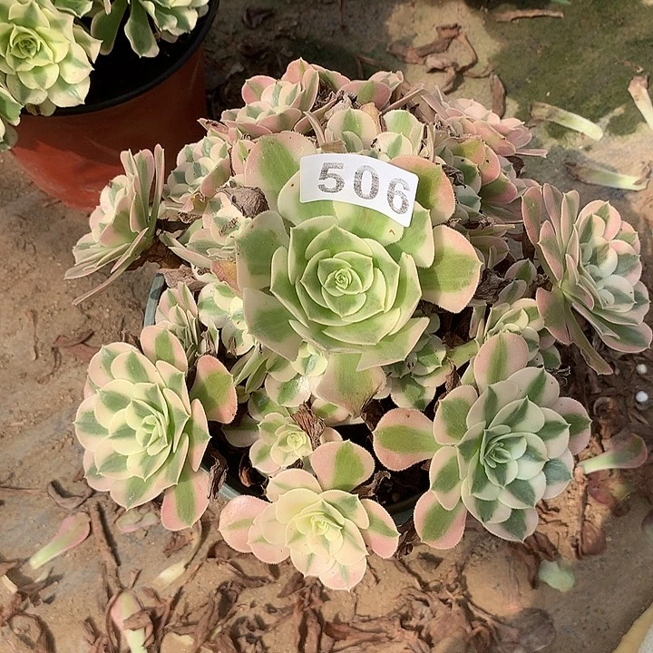 多肉植物粉女巫506号
