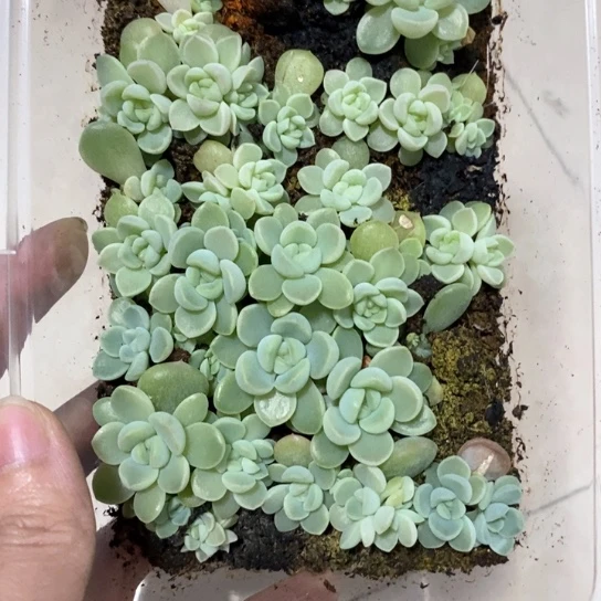 绾****臭太妙财富密码一饭盒