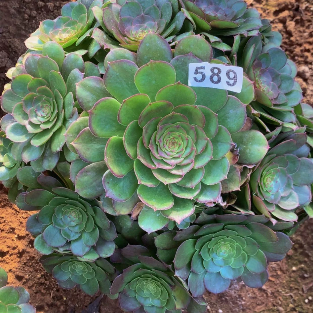 【闪购商品】589万多肉