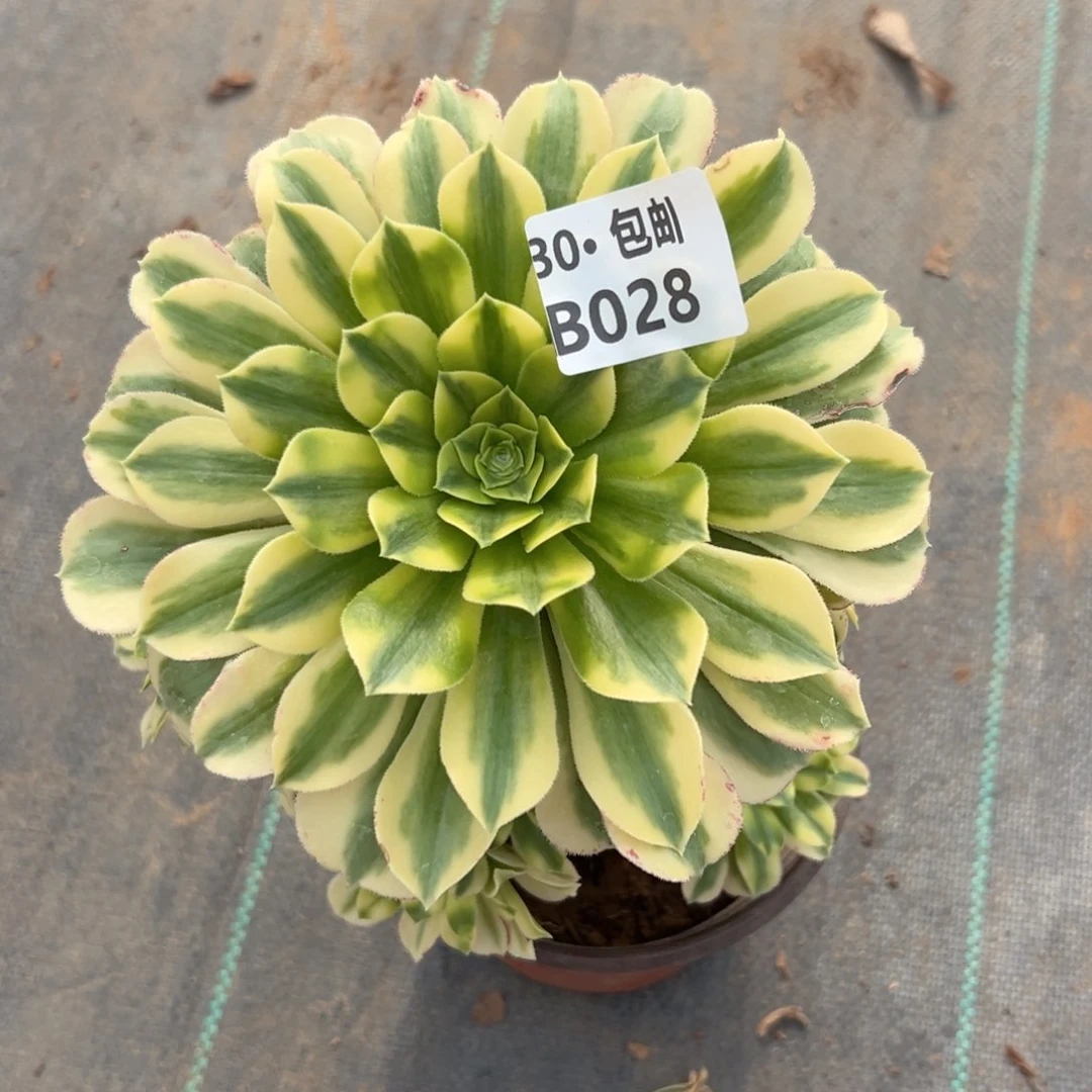 028 金丝翡翠多肉法师不包断枝