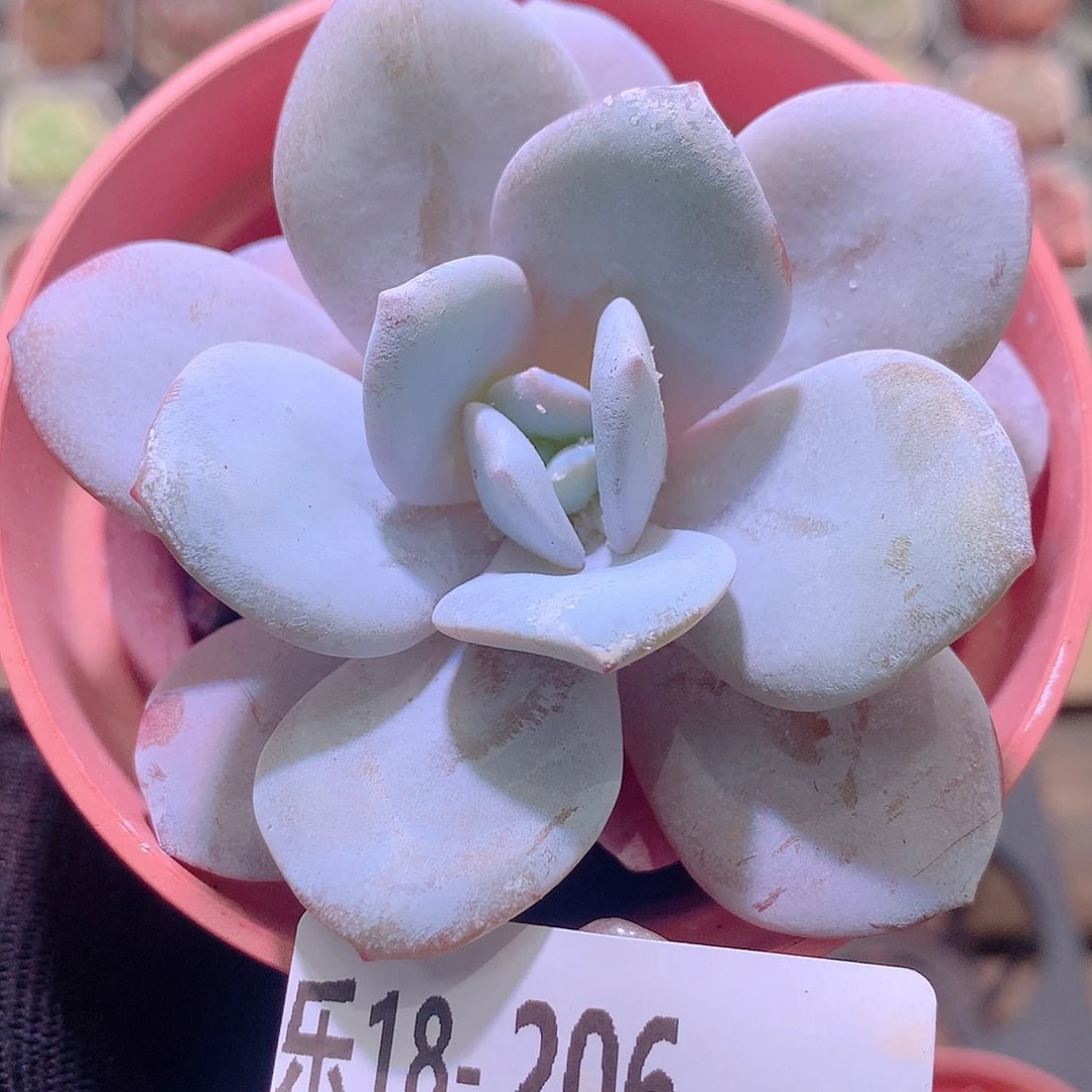 乐然18-206 粉雪莲