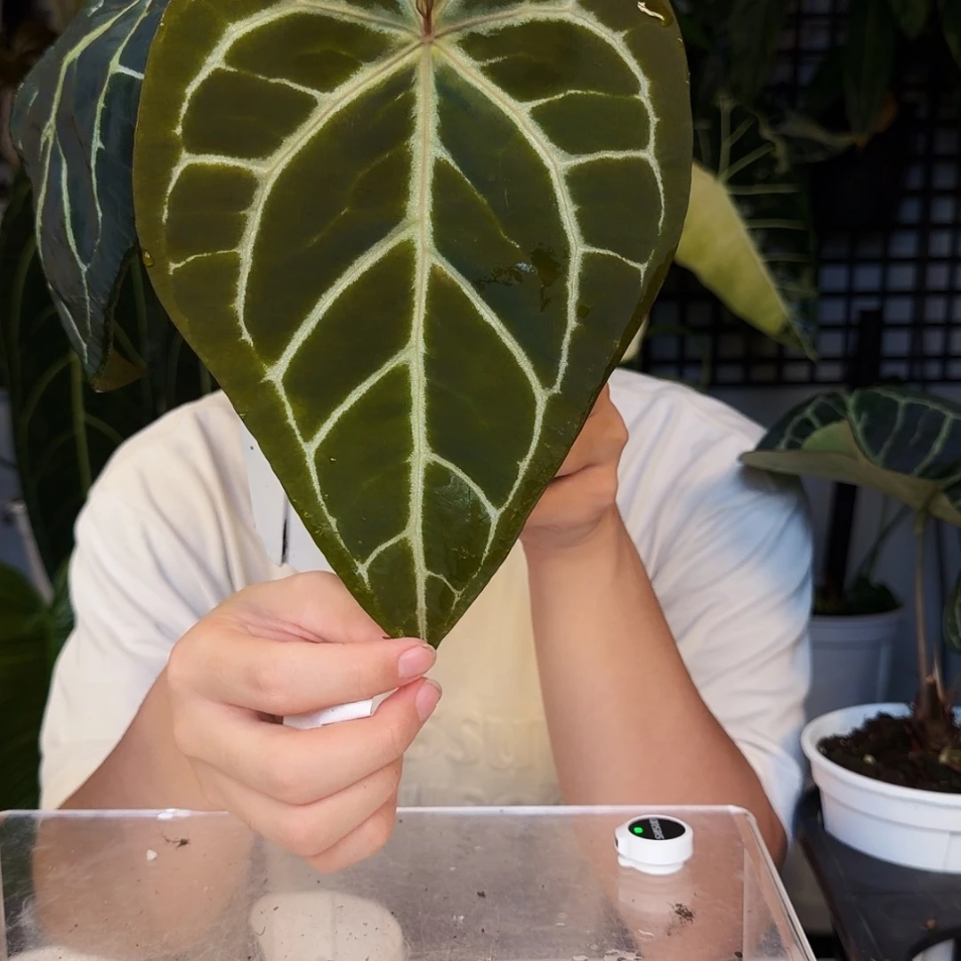 不开花植物C32 米歇尔杂南美水晶