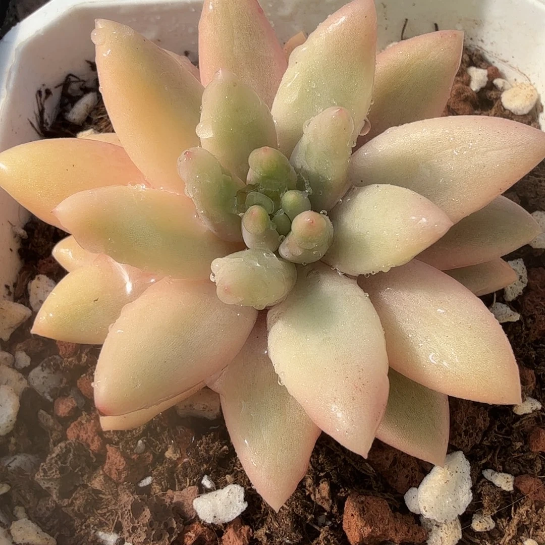 蜜桃啵啵锦，有须根。