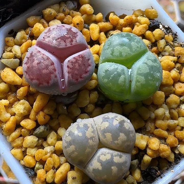 生石花1111122。   83