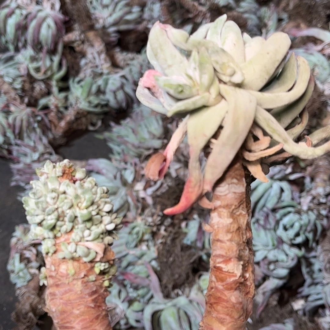 2727瑕疵处理除霜仙女杯多肉