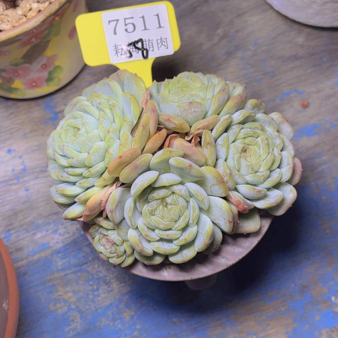 白恋7511多肉植物