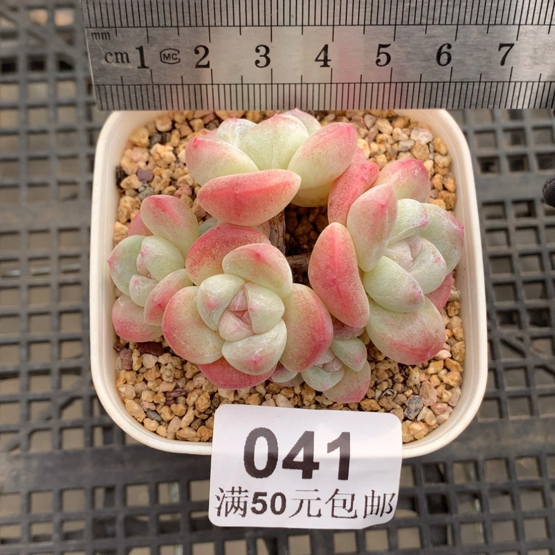 41。小腿七头糖心冰玉。