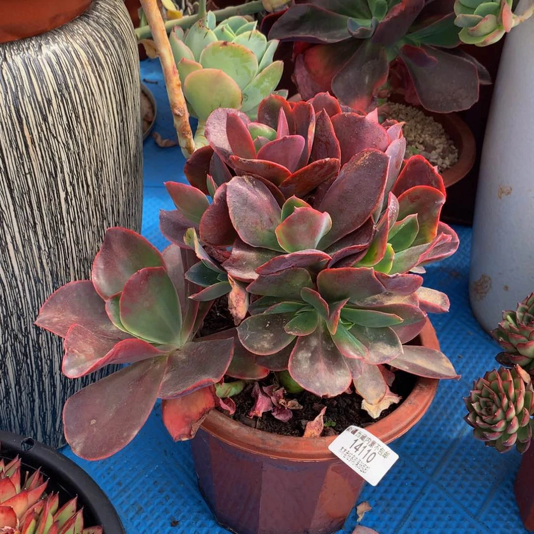 娜*   红酒杯缀14110