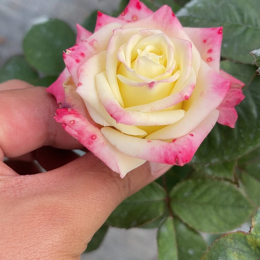 无花朵——测试117 福利款