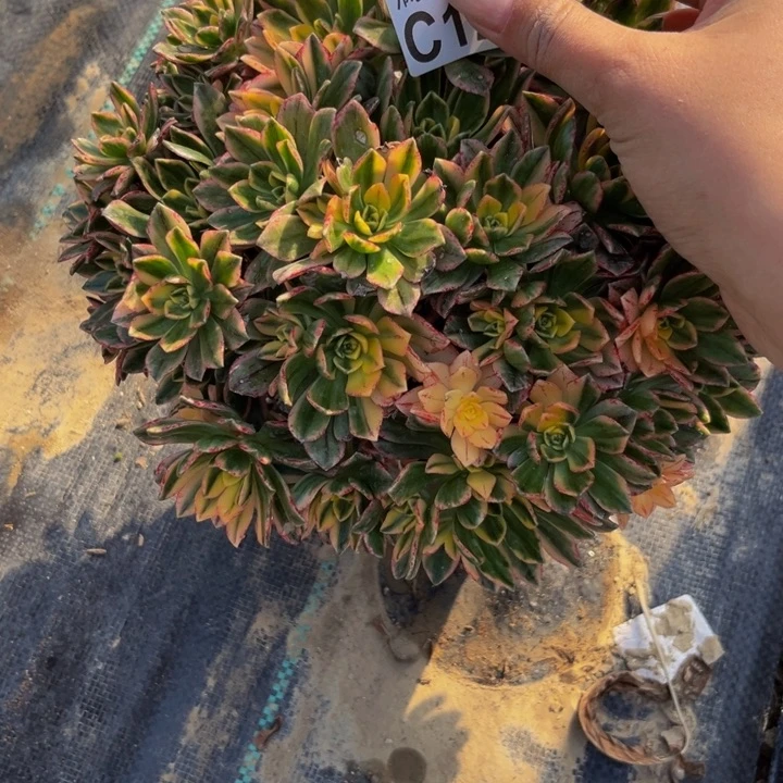 122多肉植物一物一拍