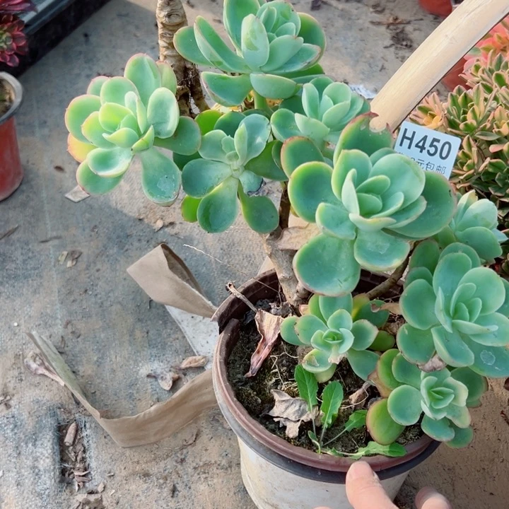 450碧桃多肉植物的