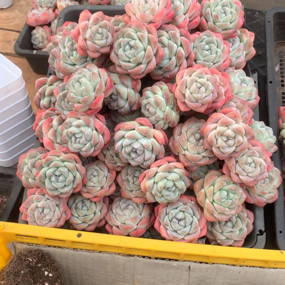 精控冰玉10颗价格