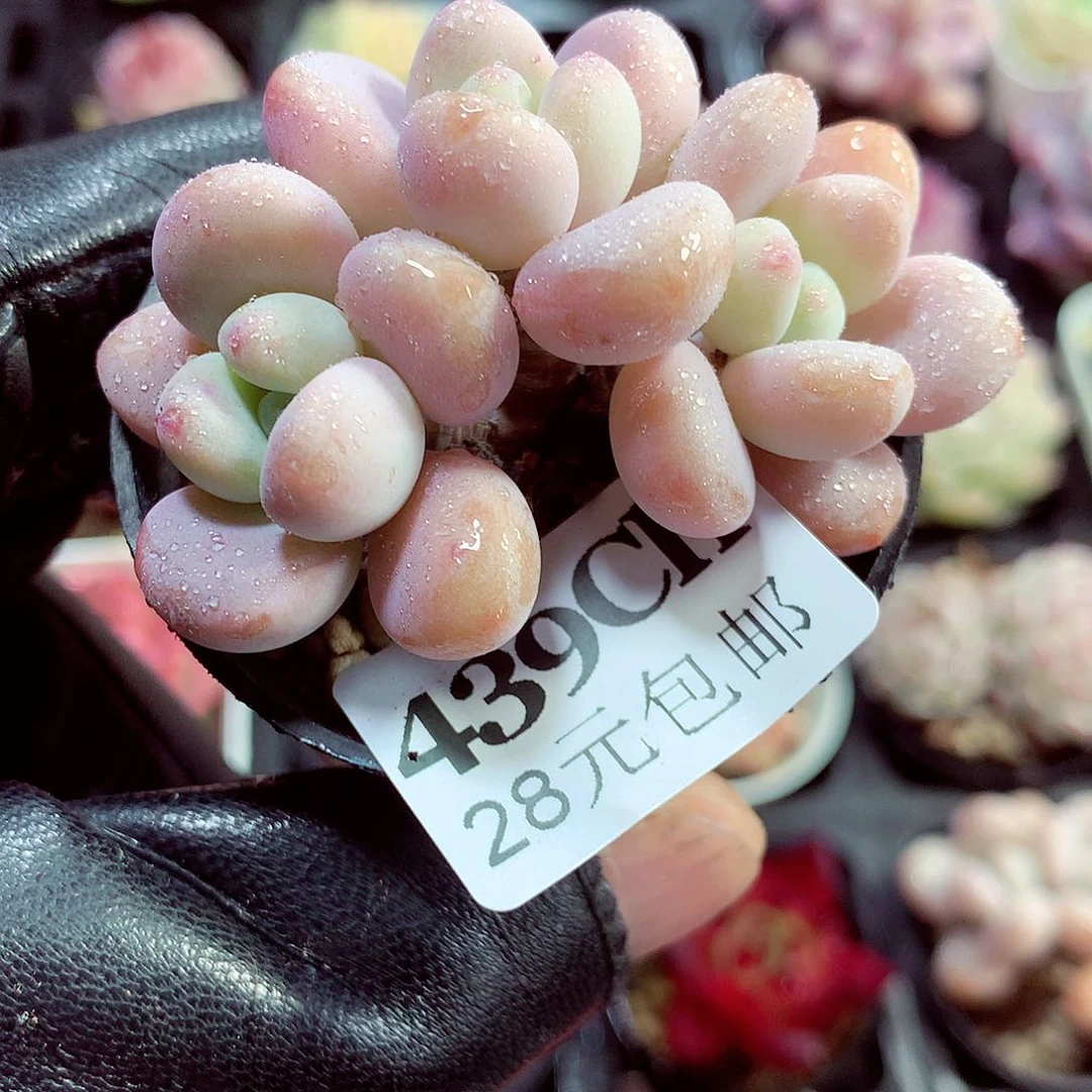 5厘米盆精控多肉439