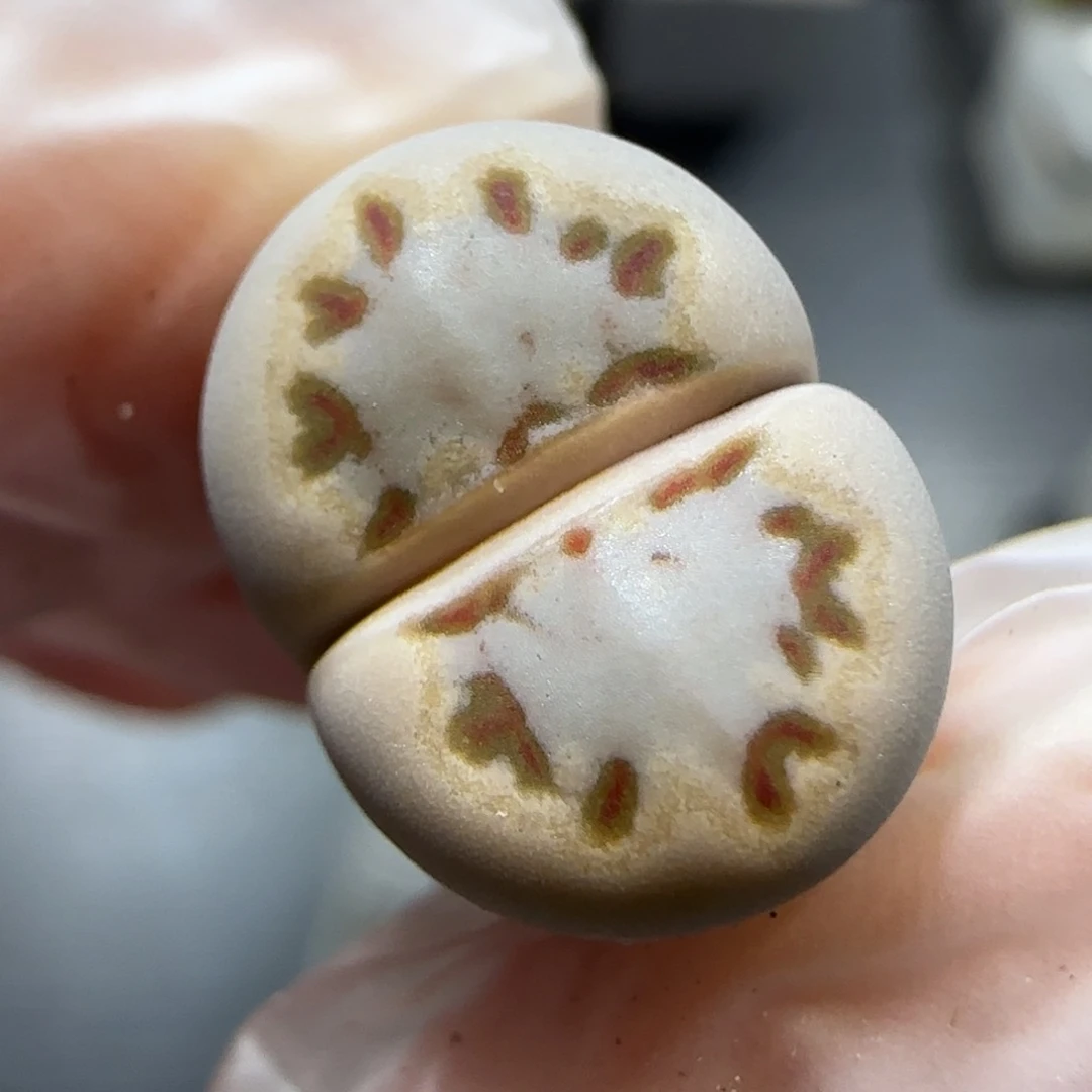 12.11  c24饼干。有腿。5006