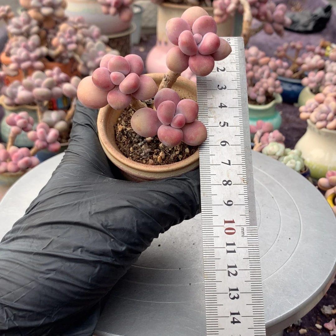 31号桃蛋带盆偏远地区补包邮的