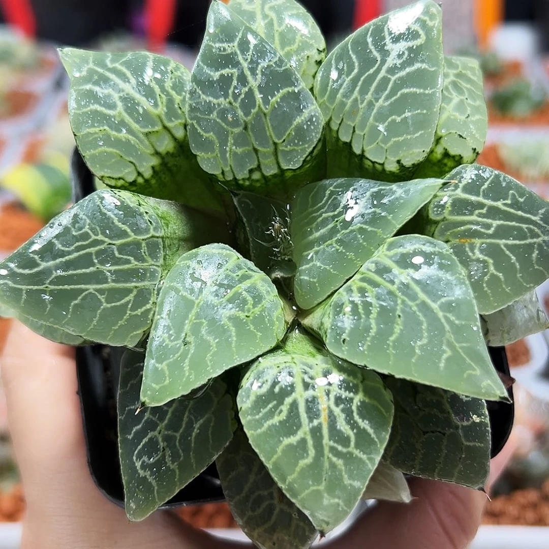 幸**生十二卷多肉康平101