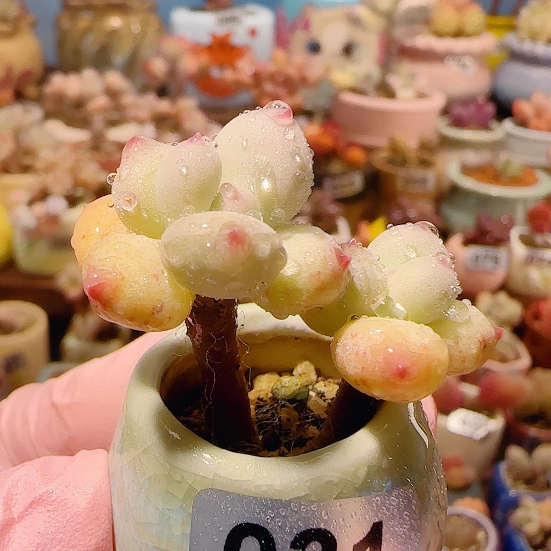 T彩虹奶盆口2.5cm