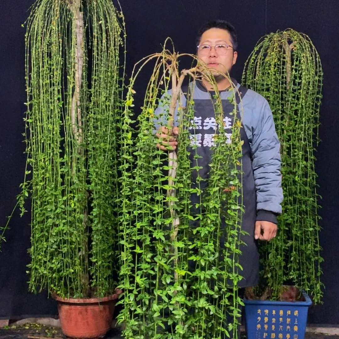 三台迎春花，一物一拍，落叶