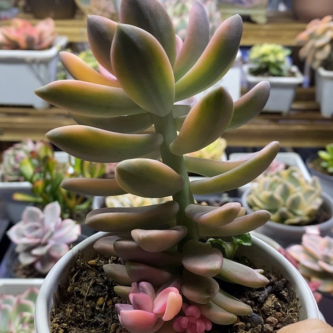 1529 淡雪锦多肉