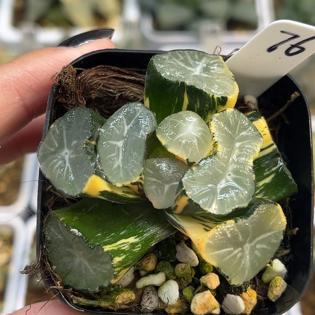 76大窗玉龙万象锦福利专场