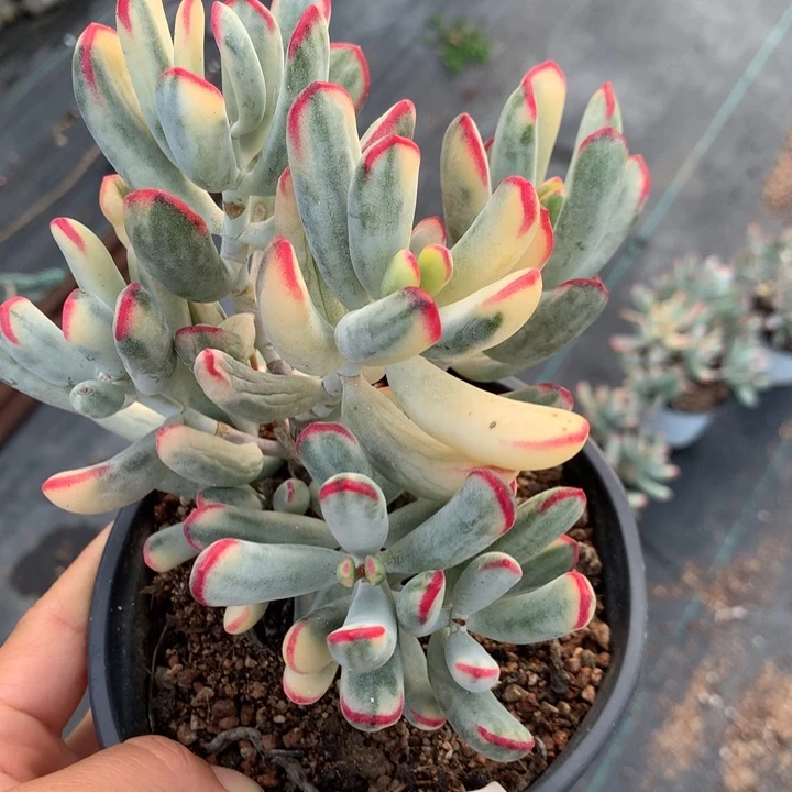 无花朵帮叶福娘锦1101