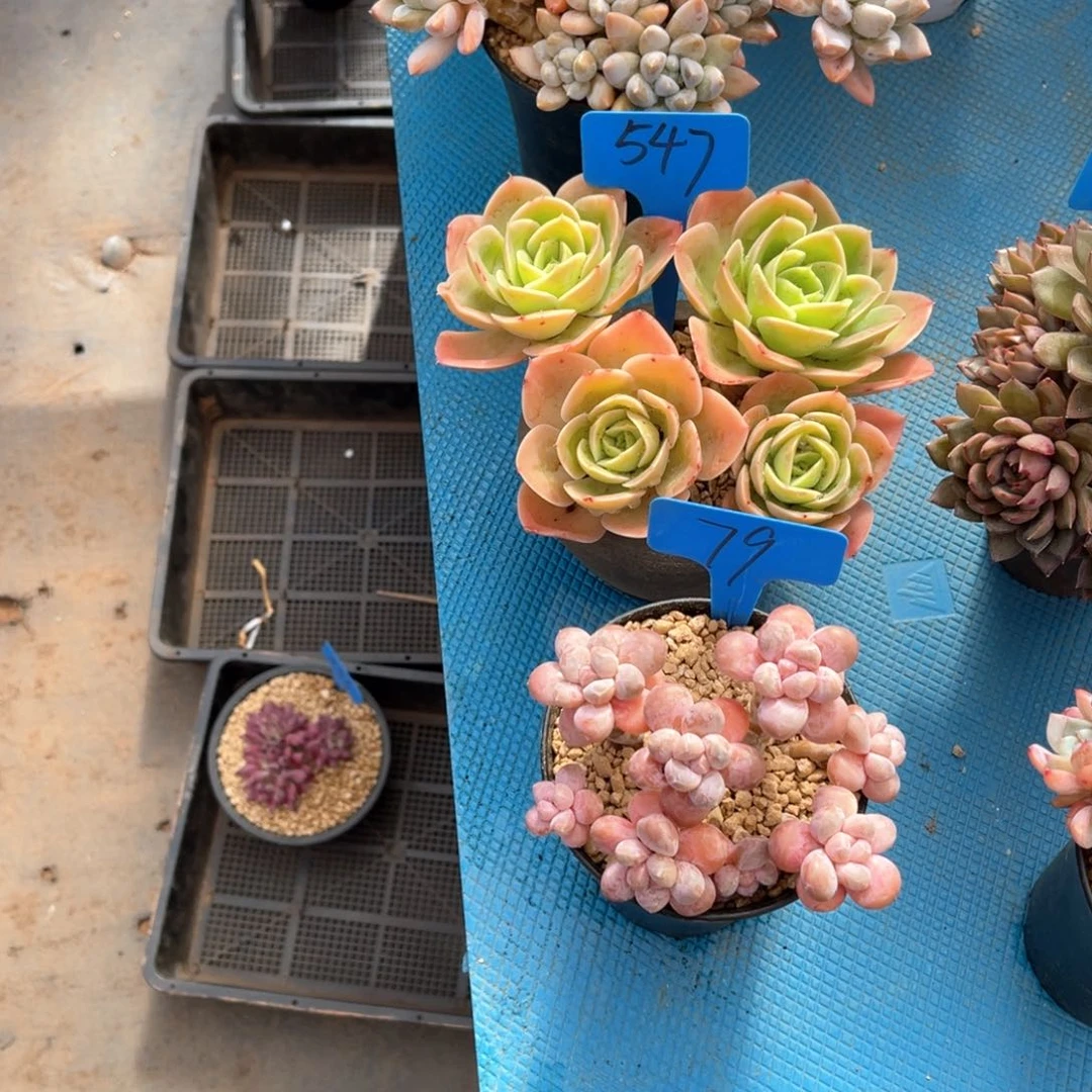 果*鲜0079粉冰玉多肉