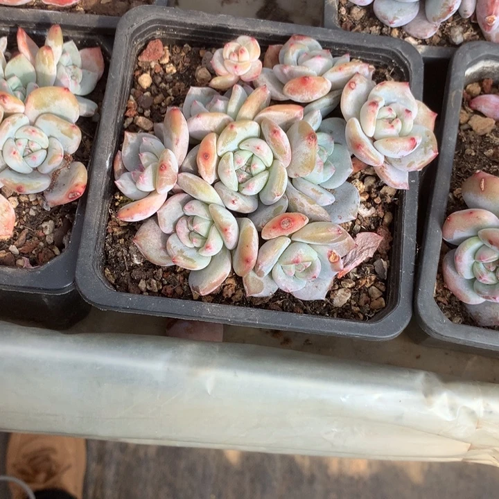 无花朵哈哈哈哈哈哈哈哈21