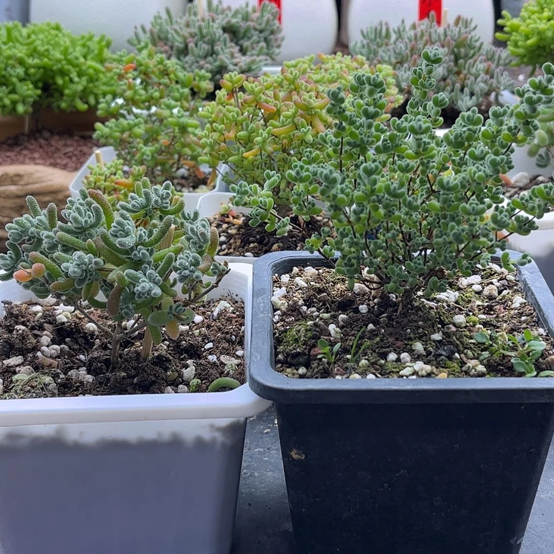 單***丹组合枝干番杏优选