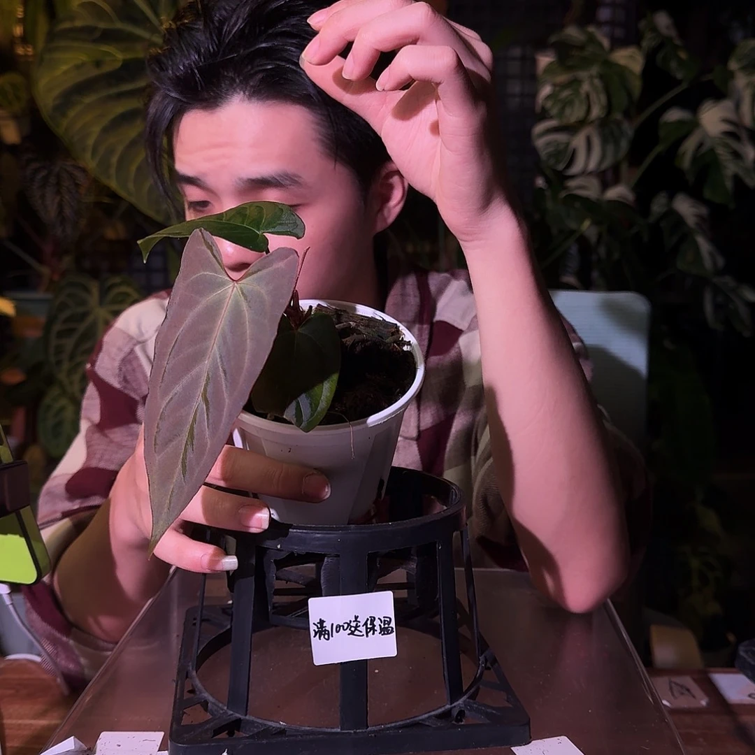 不开花植物G48闪灵papi杂波特