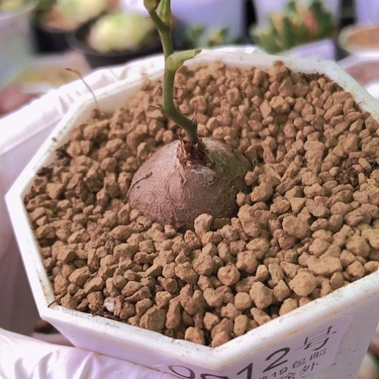 无花朵0912，龟甲龙2.4厘米