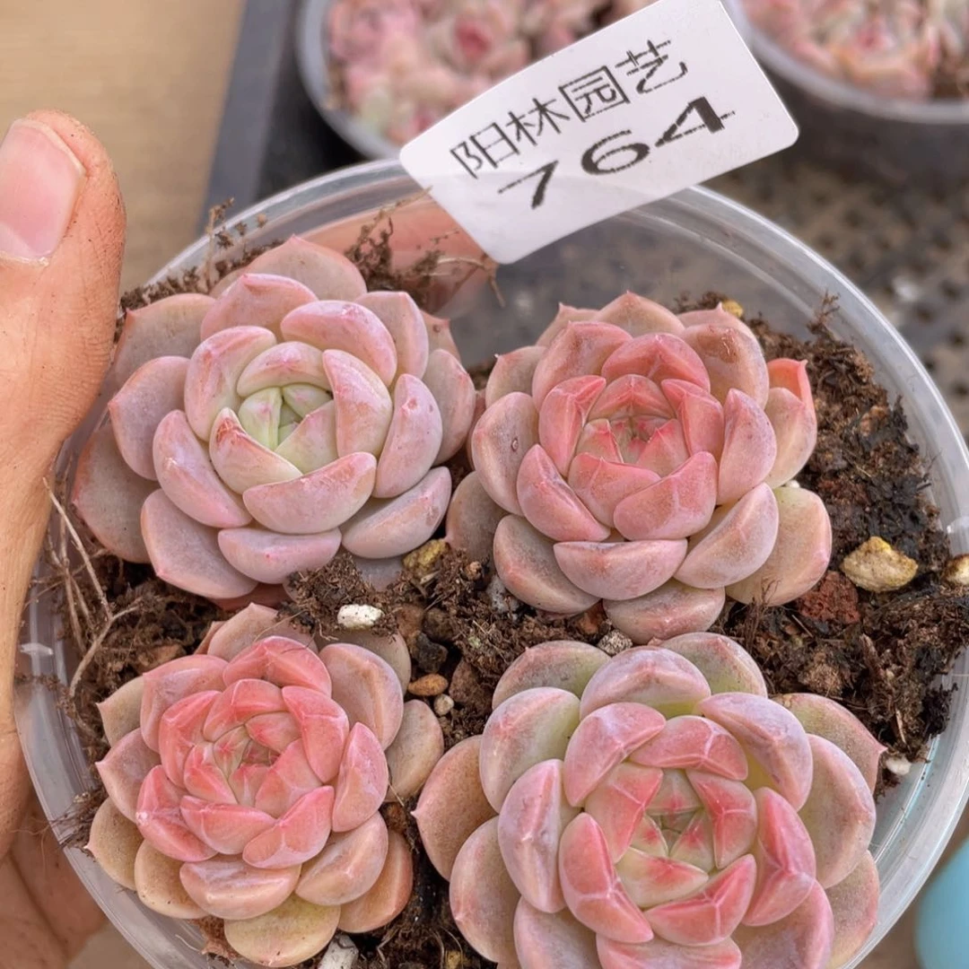 多肉植物多肉植物764