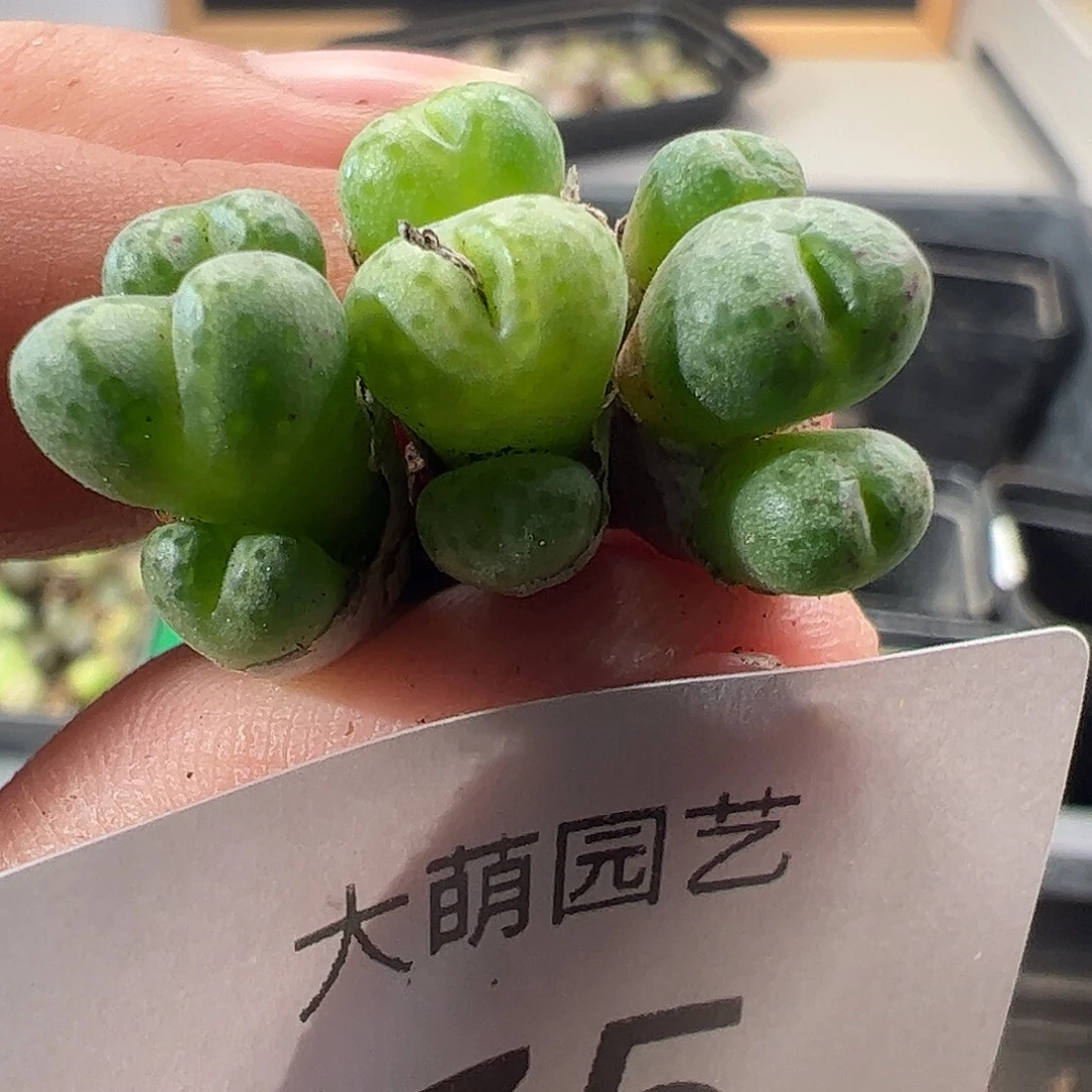 一物一拍。        75